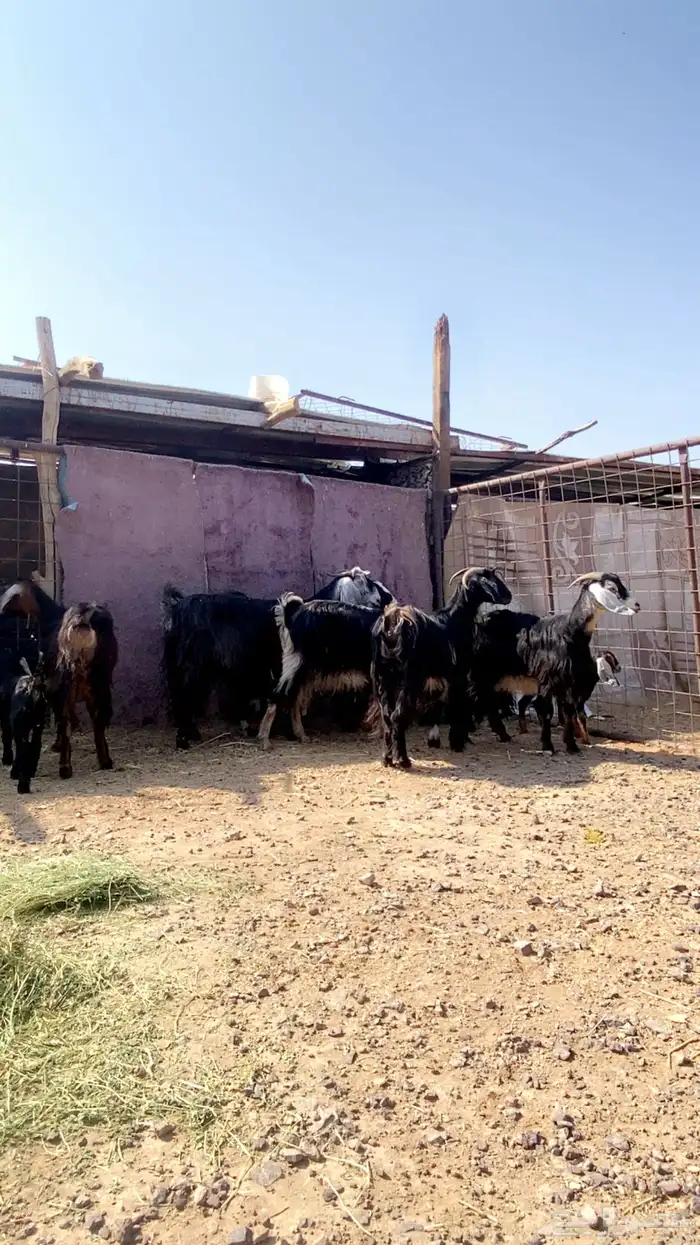 معزا ولد نظيفه تم البيع 0