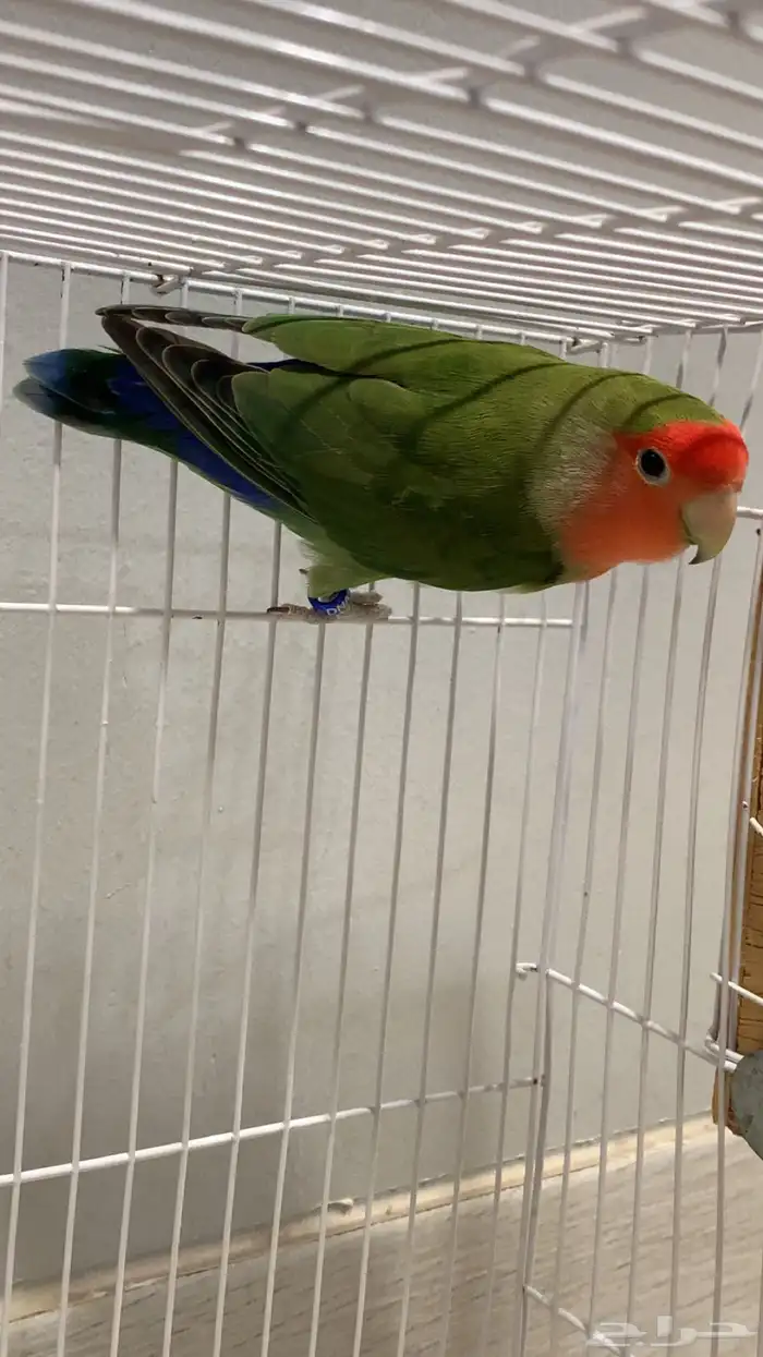 ذكر روز رد فيس قرين منتج ع الشرط فاخر (محلل DAN) 2