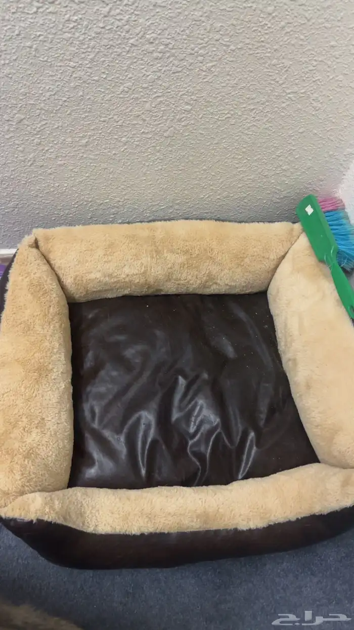 قطتين سكواتش ذكر و انثى 1