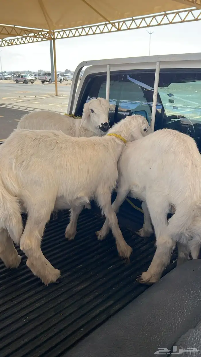 ثلاثة خرفان 0