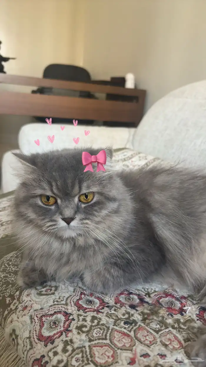 قطة مطعمه 6 شهور عمرها ب300 اليفه وتعرف اسمها 0