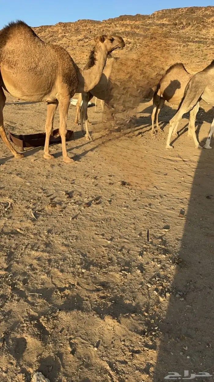 للبيع 5 من الإبل بفحلها 5