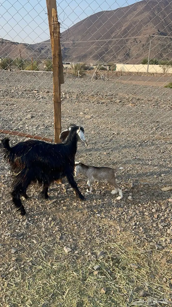 جفرة جذعه والد 3