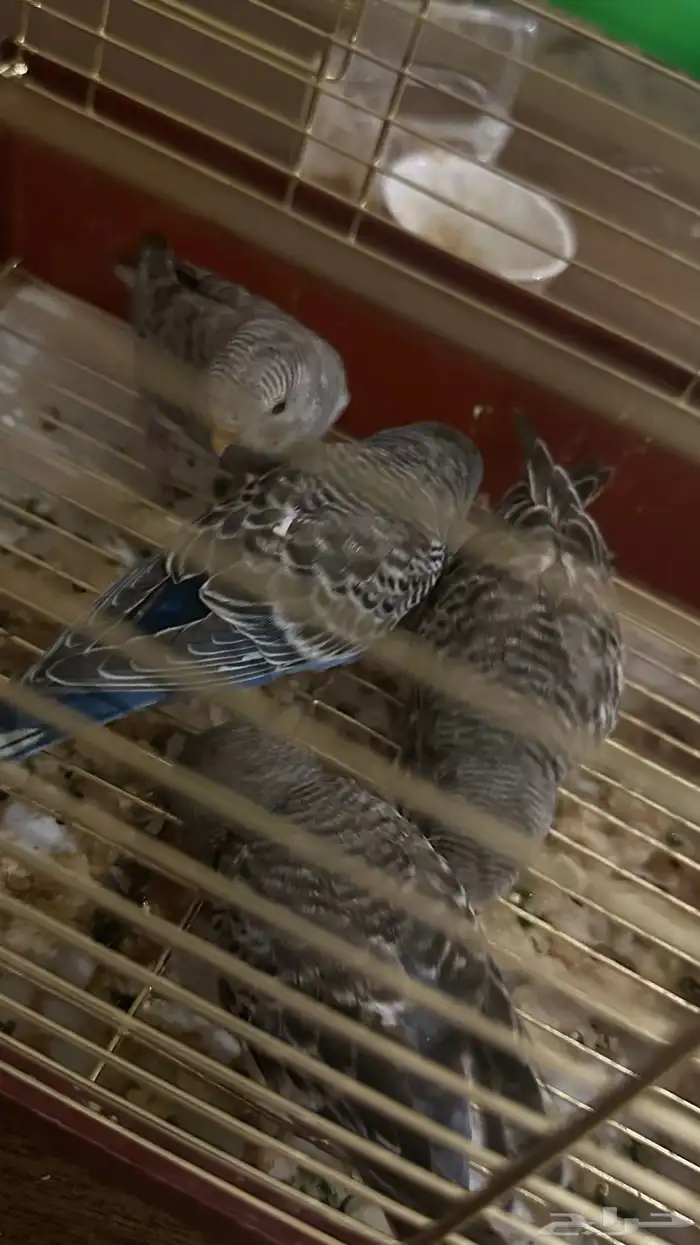 فراخ بادجي بسعر مغري 5