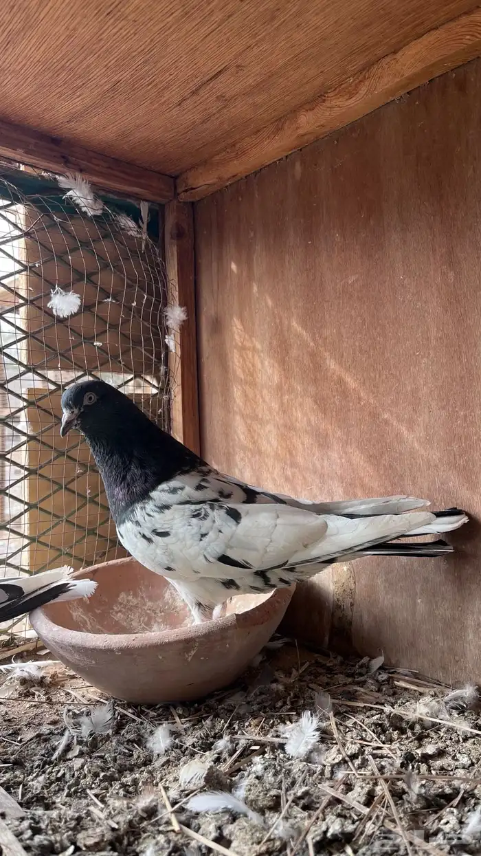 حمام باكستاني 0