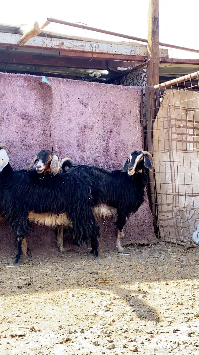 معزا ولد نظيفه تم البيع 2