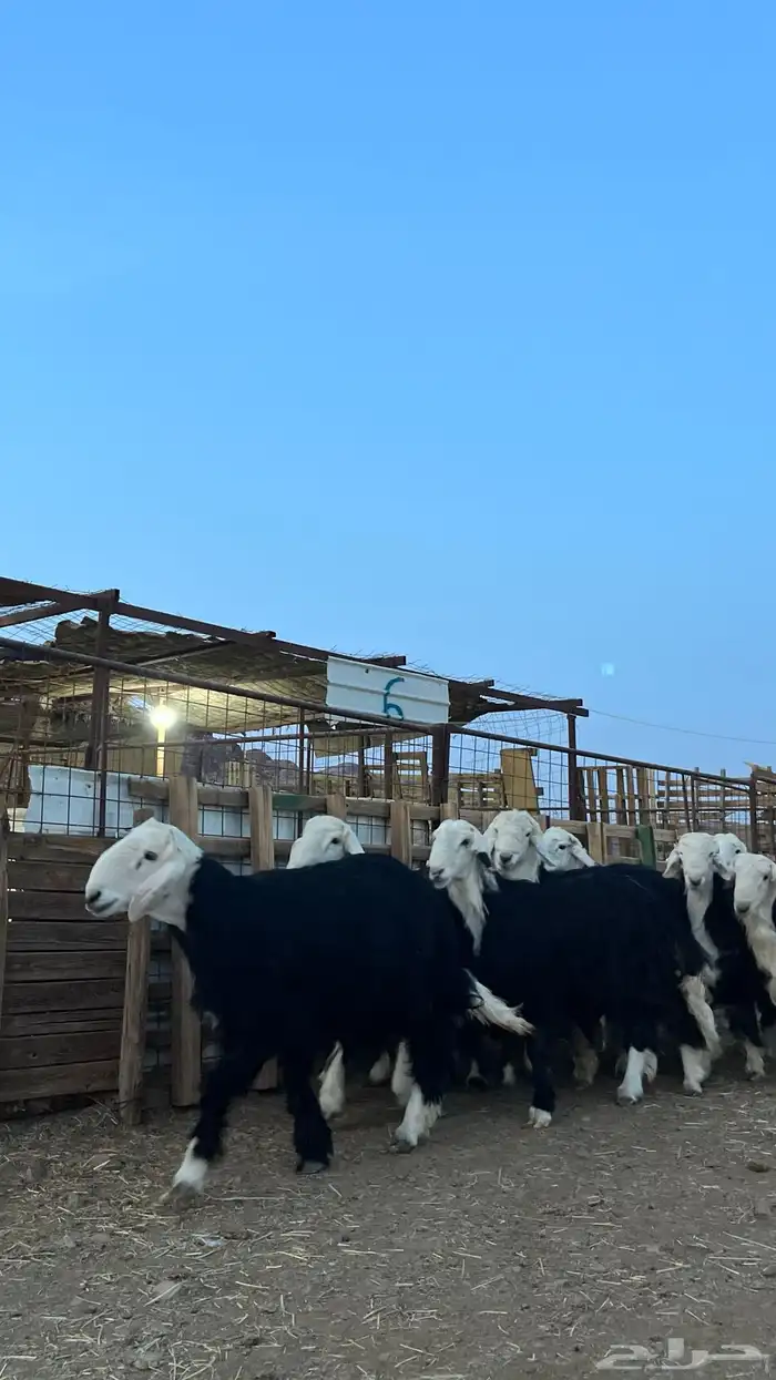 طليان نجدي جبره ناهي شي فاخر 18