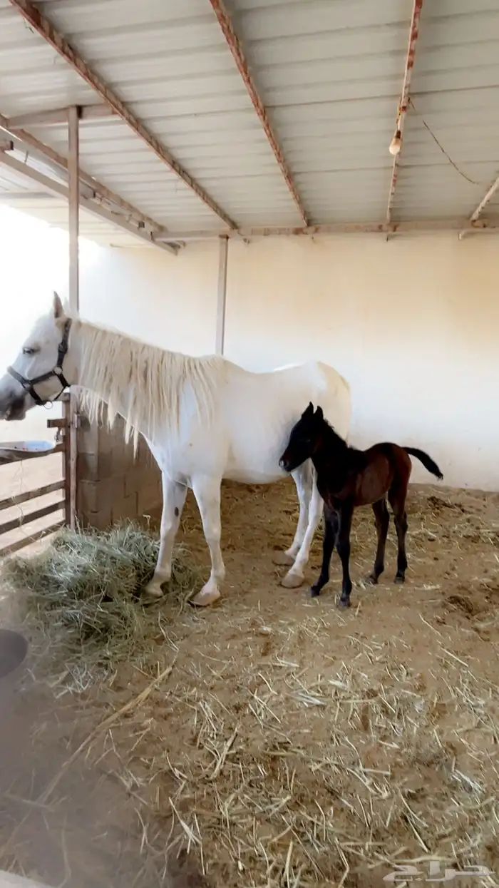 للبيع جملة فرس و مهره و مهره و مهر 0