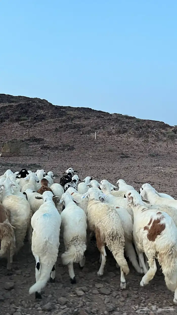 طليان سواكن شبيه الحري دمازين 16