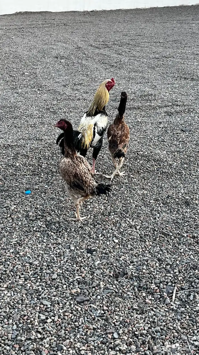 دجاج باكستاني للبيع 1