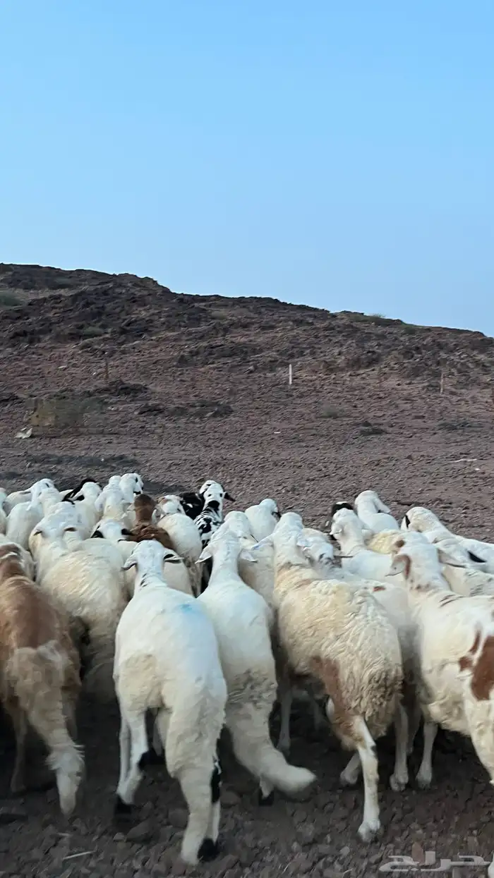 طليان سواكن شبيه الحري دمازين 17