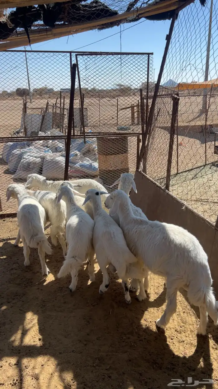 خرفان مرابي 1