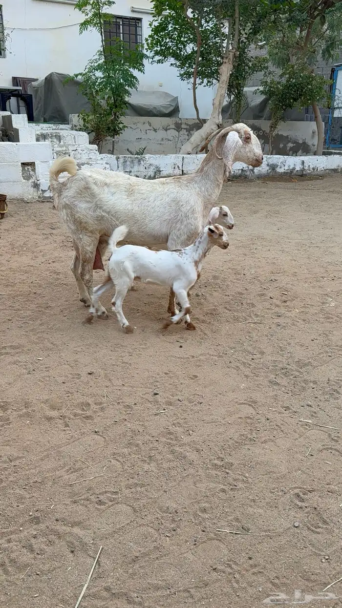 عنز تحتها اثنين 0