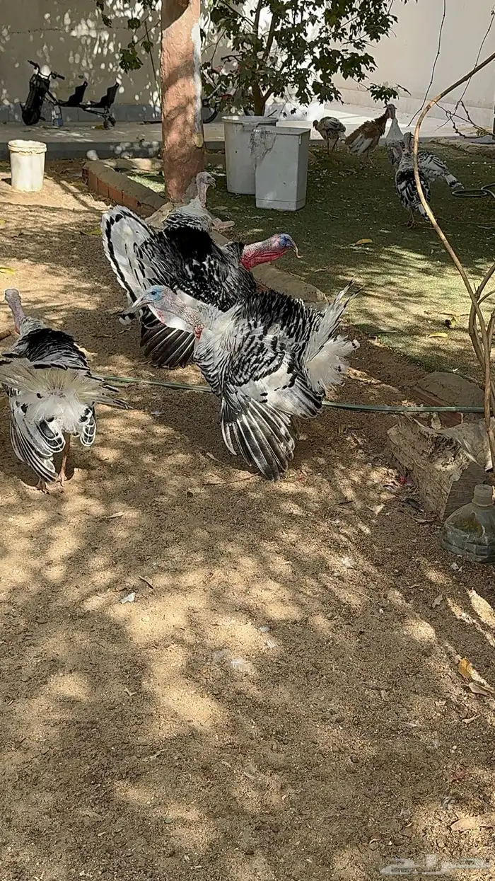 رومي فراشة 0