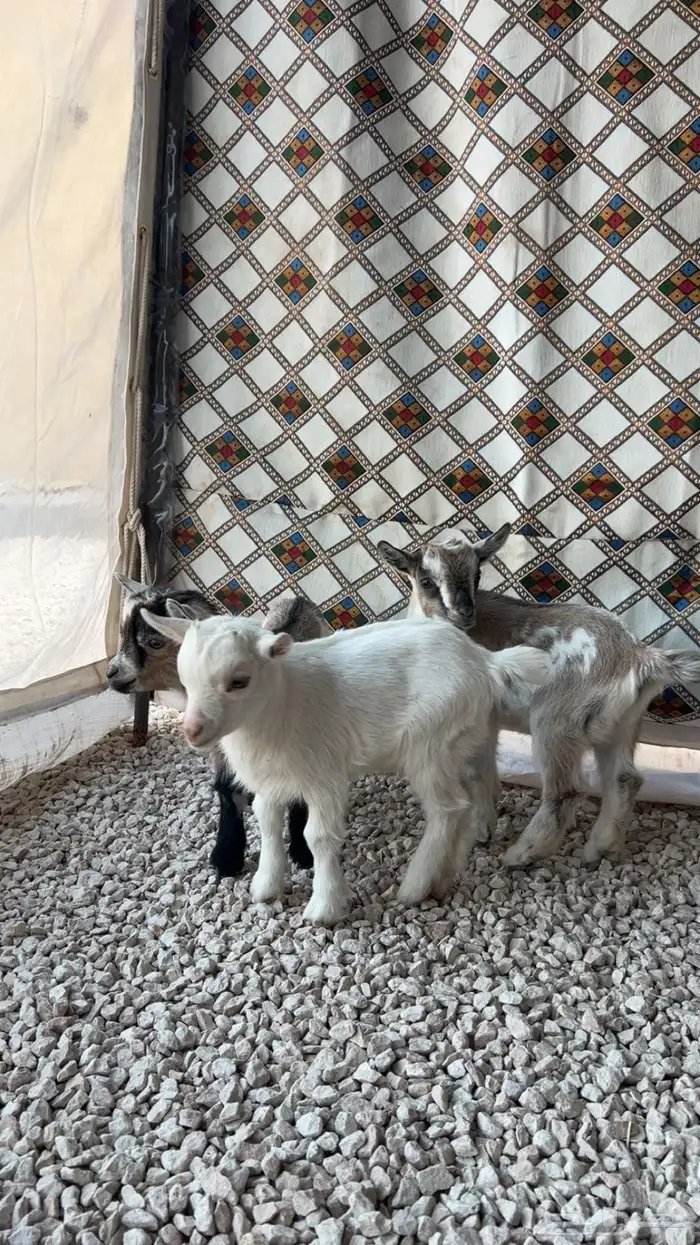 قزمي للبيع 2