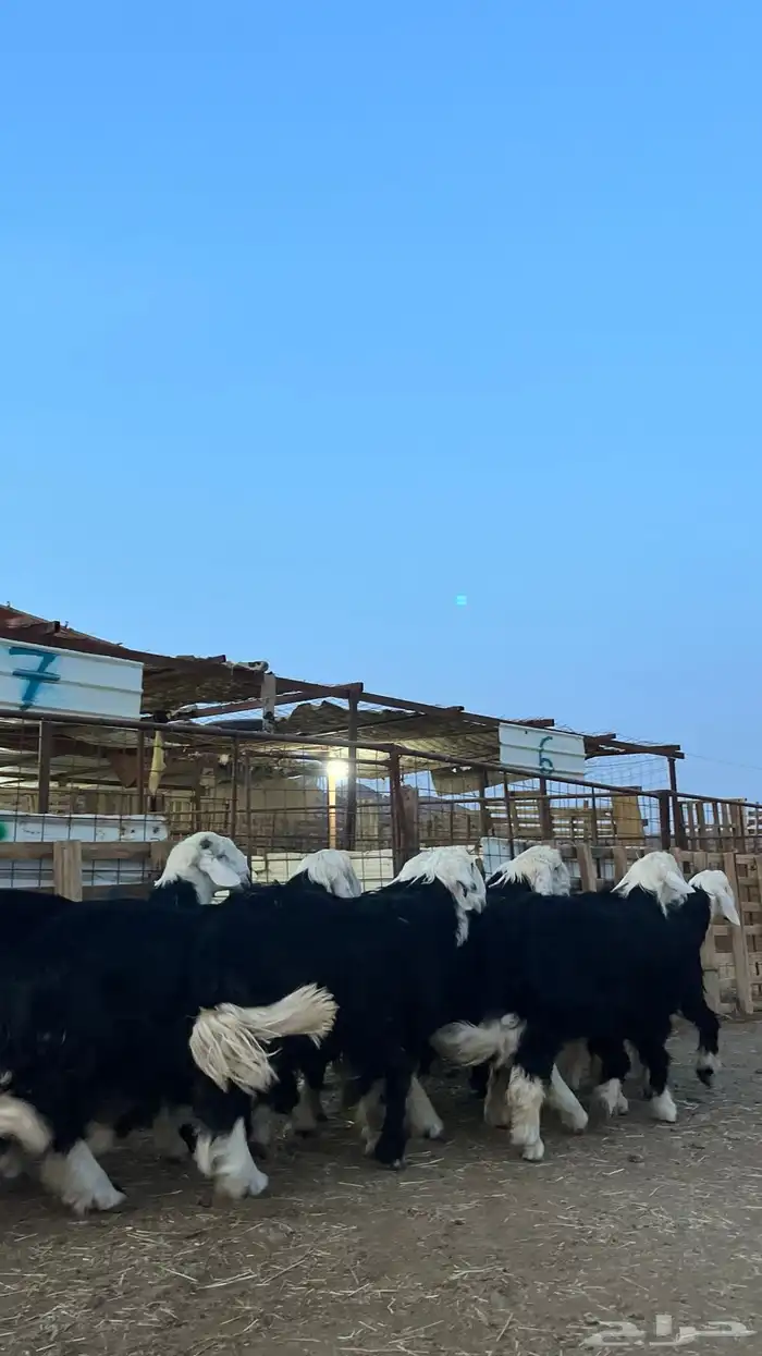 طليان نجدي جبره ناهي شي فاخر 0