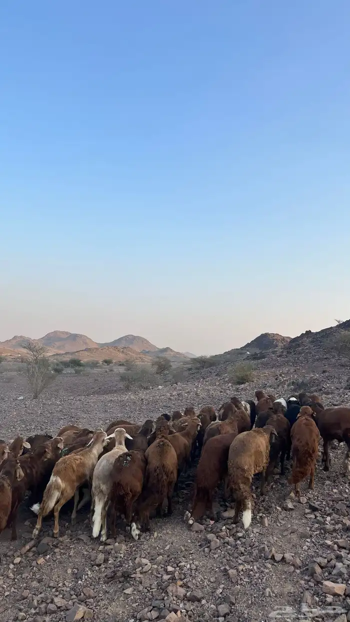 طليان سواكن حمري جادعان مرابى 41