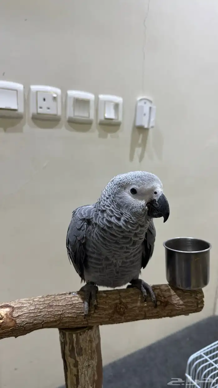 لمحبين بغبغاء الكاسكو 0