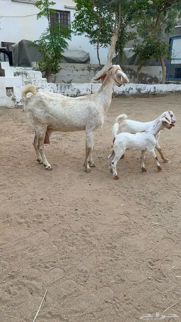 عنز تحتها اثنين 2