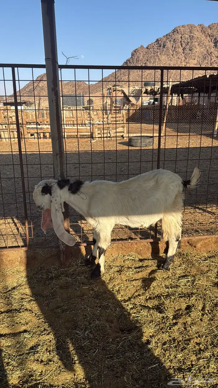 تيس هولندي للبيع 1