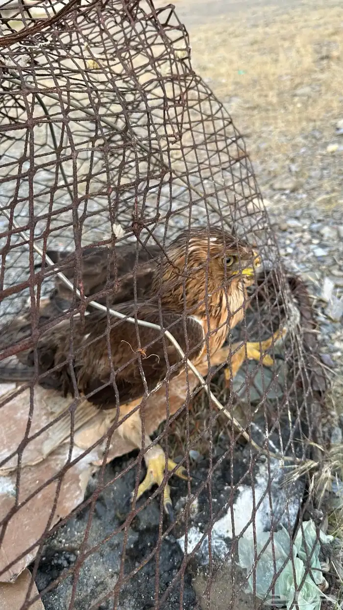 طير عقاب للبيع 1