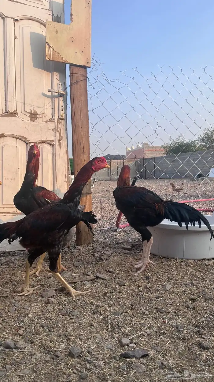 دجاج باكستاني 4