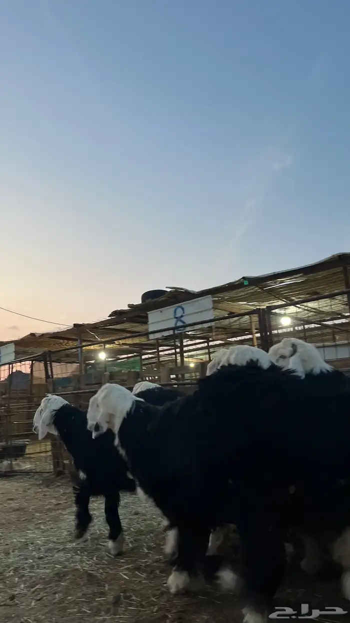 طليان نجدي جبره ناهي شي فاخر 12