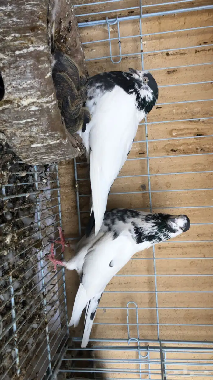 حمام باكستاني 2