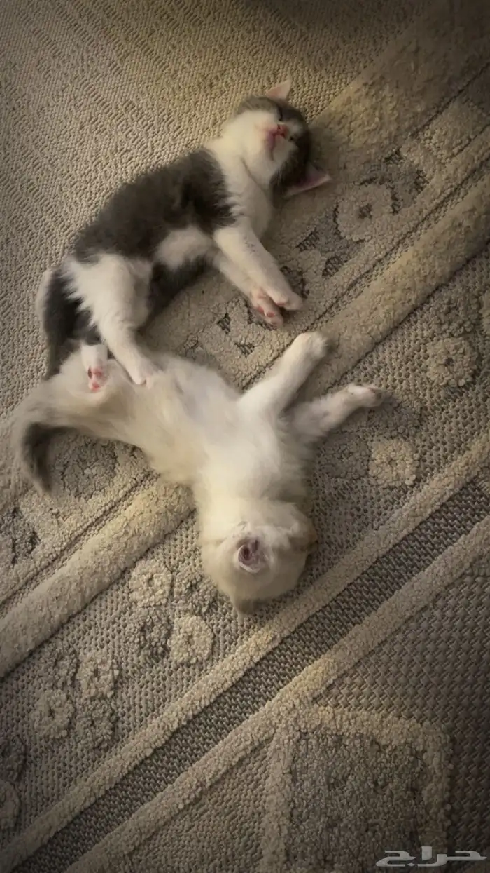 قطط صغيره للبيع 0