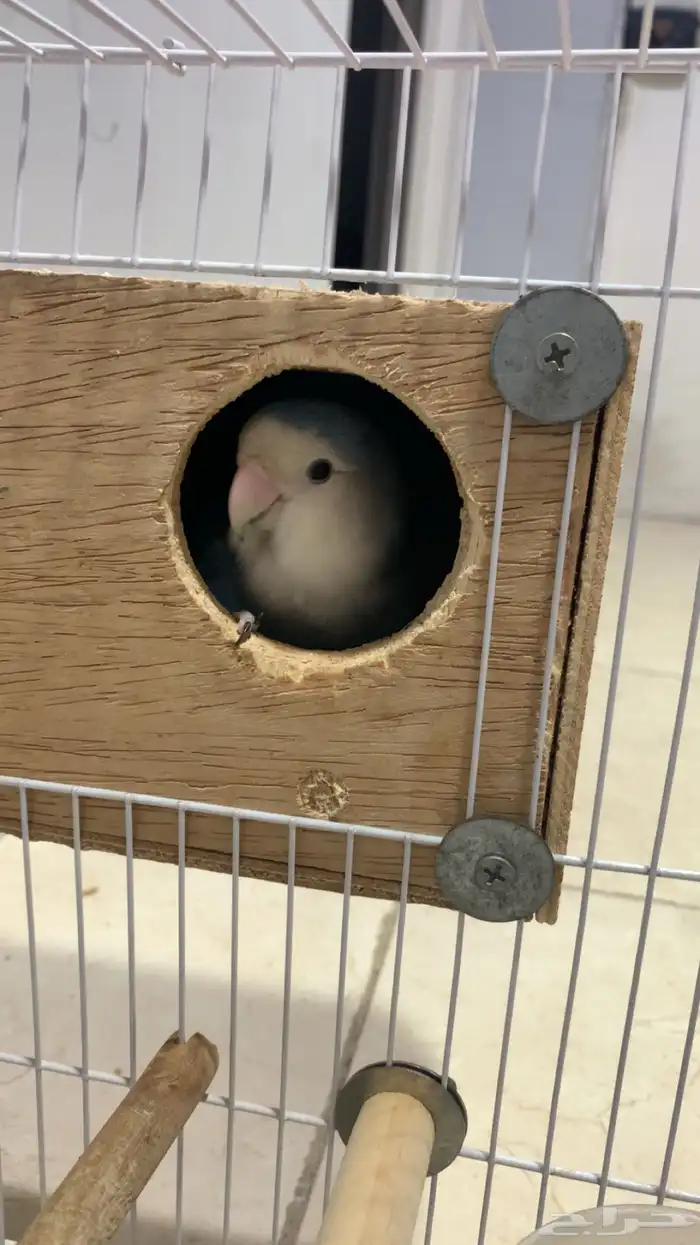 أنثى روز بلو فايلوت ع الشرط فاخرة (منتجة سابقا ) 4