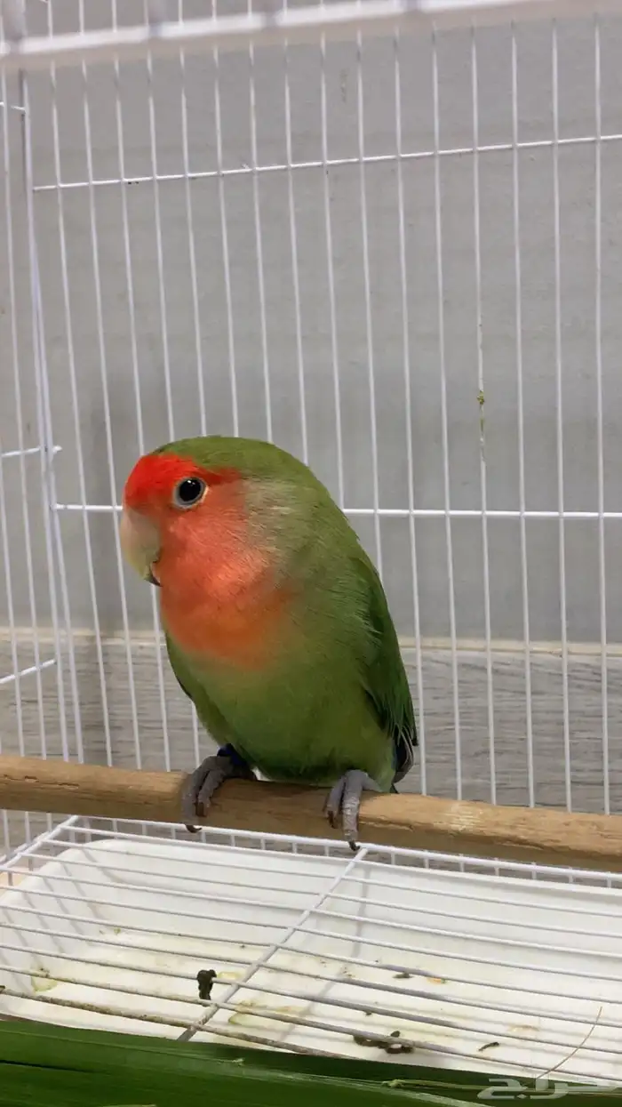 ذكر روز رد فيس قرين منتج ع الشرط فاخر (محلل DAN) 5