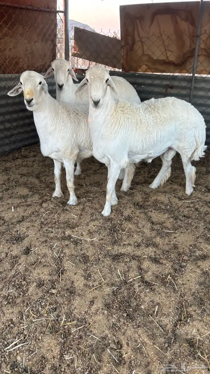 خرفان للبيع 0