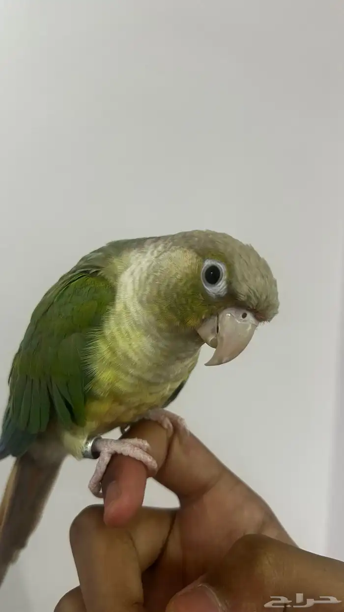 كنيور سينمن 3