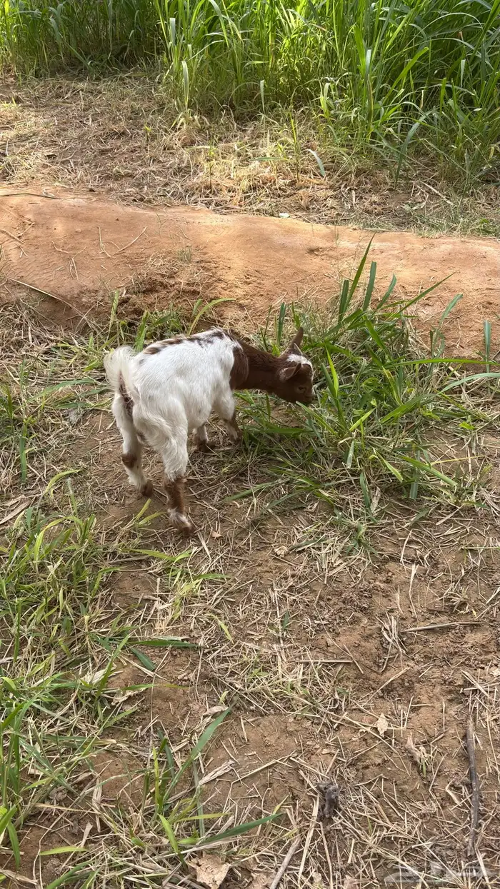 تيس قزمي أليف جدا 0