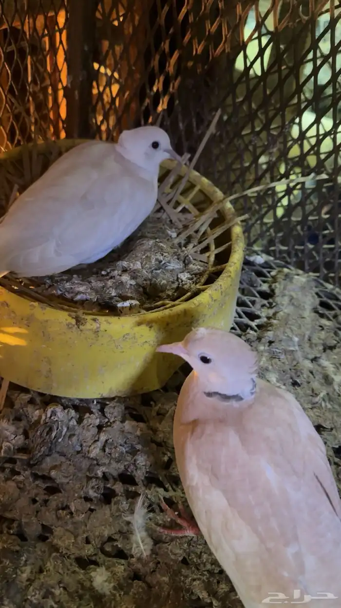 حمام بدي ياكريم للبيع 13