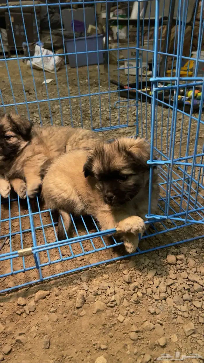 ككلاب شيواوا العمر شهرين 0