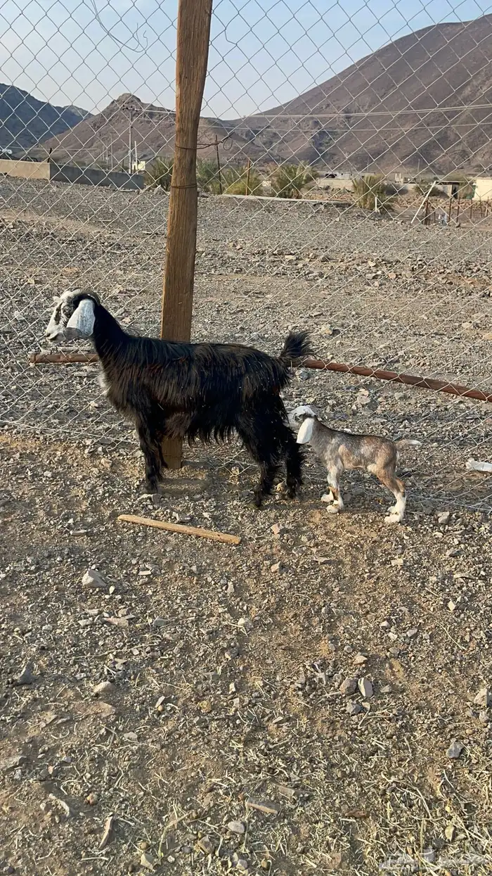 جفرة جذعه والد 1