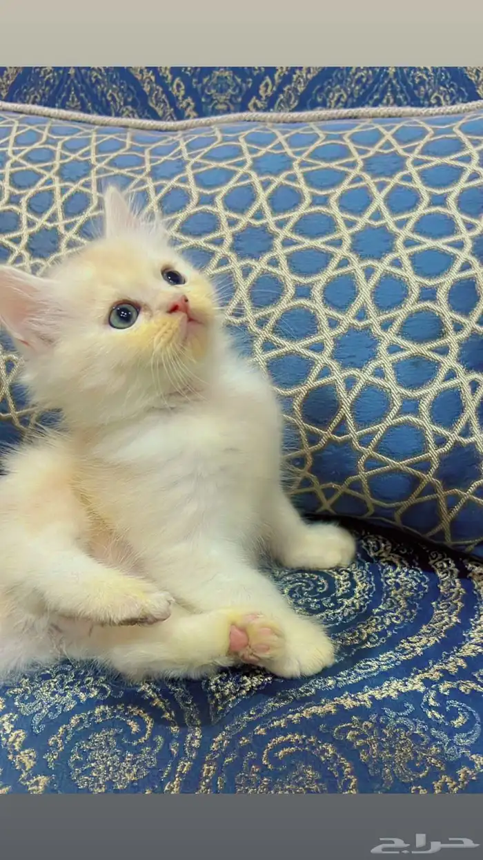 كتن للبيع عدد 3 شيرازي - العمر   شهر و 12 يوم 2