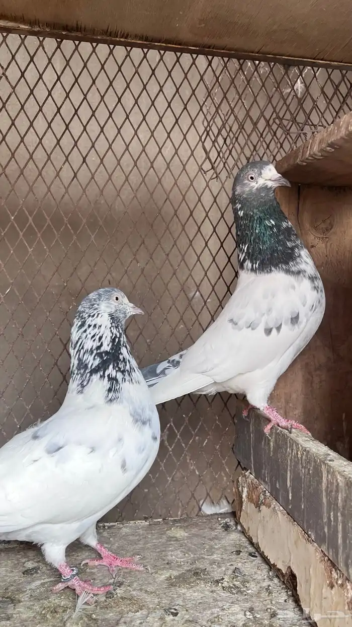 حمام باكستاني 8