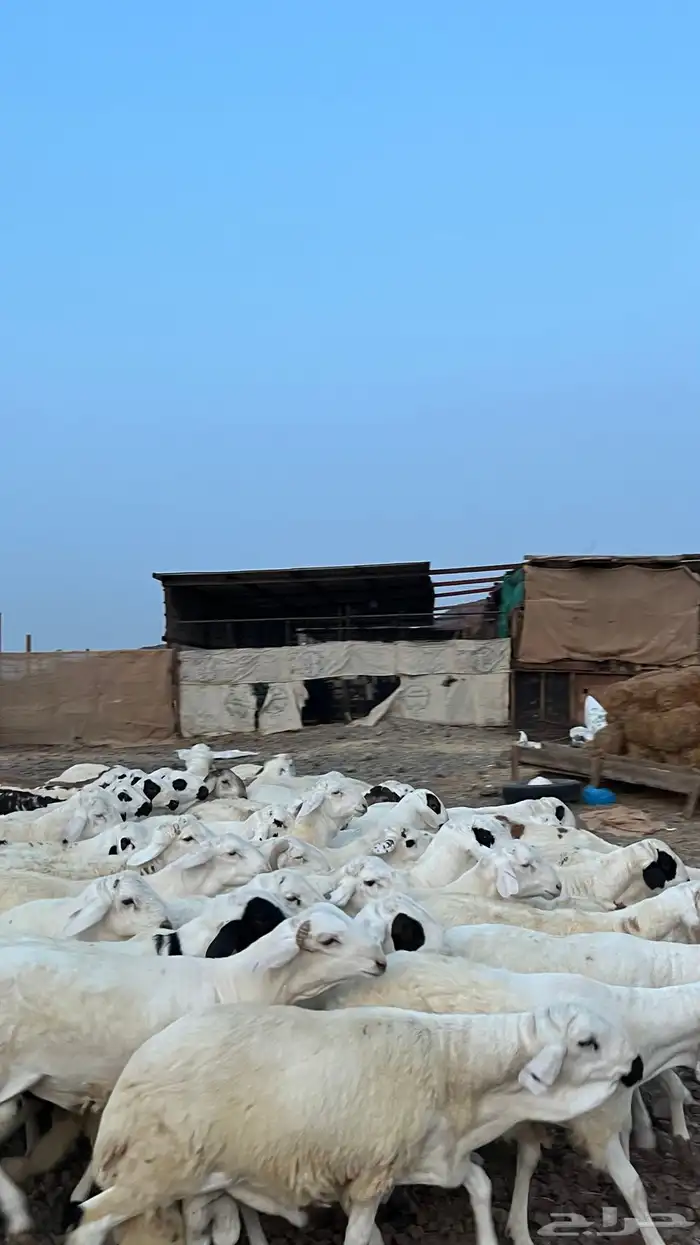 طليان سواكن شبيه الحري دمازين 7