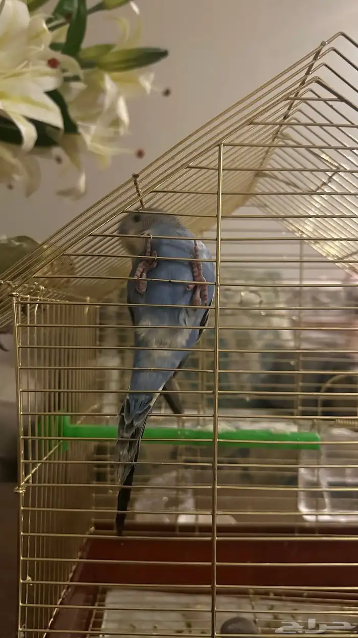 فراخ بادجي بسعر مغري 2