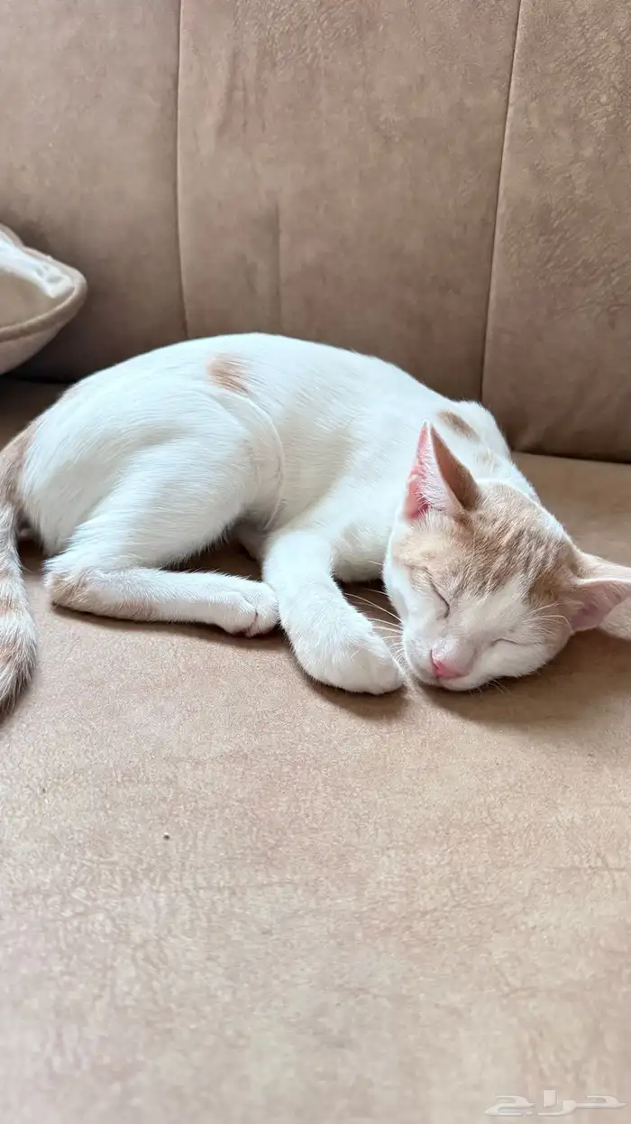 قط بلدي للتبني 2