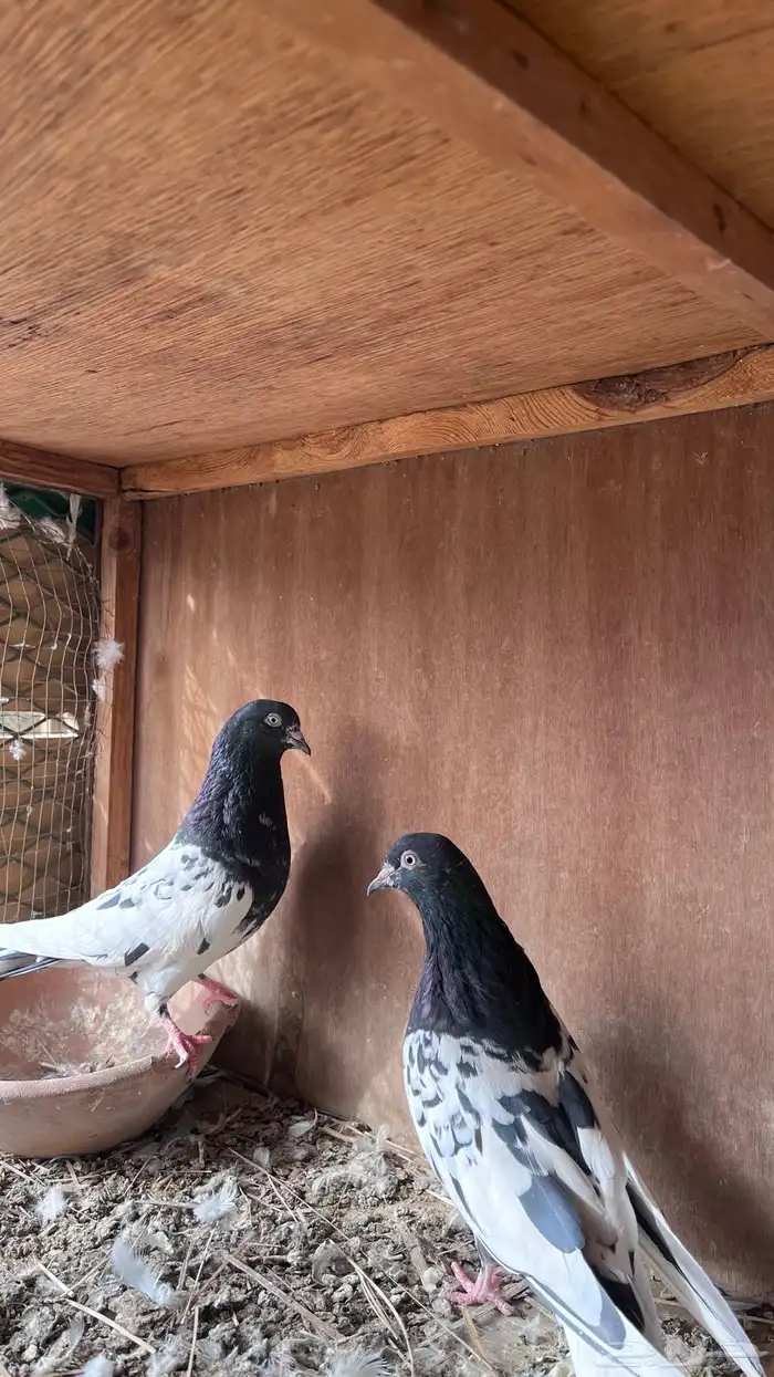 حمام باكستاني 4