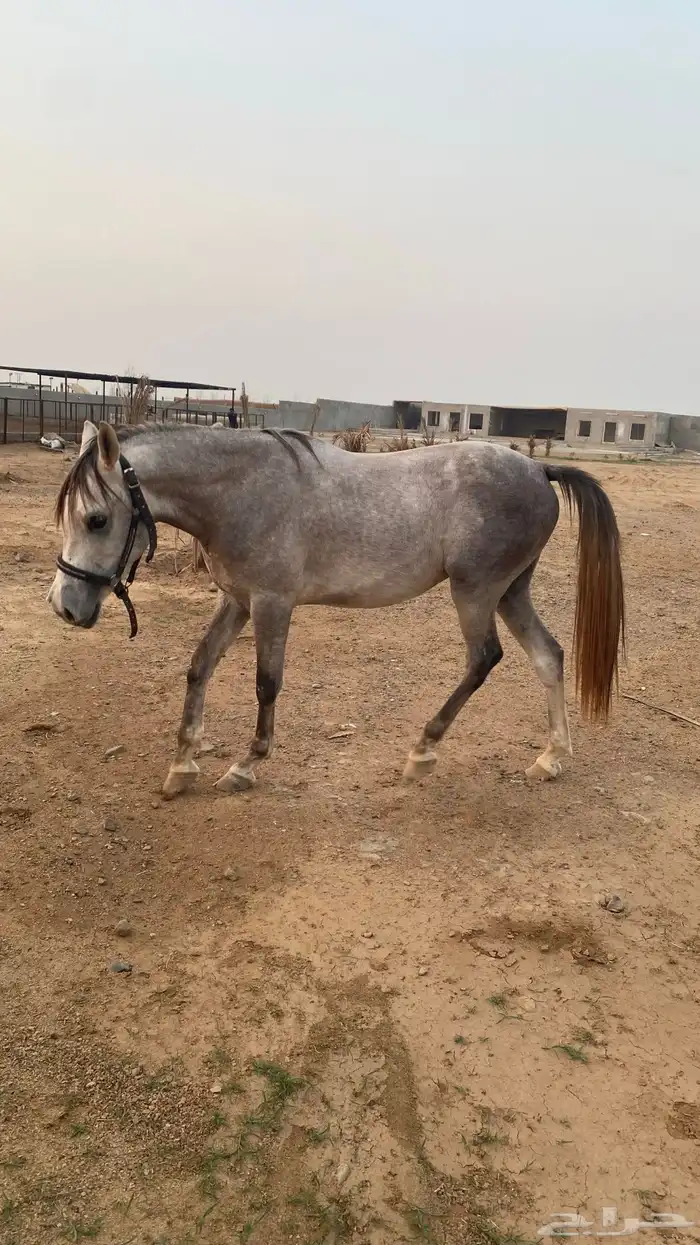 خيل عربي 5