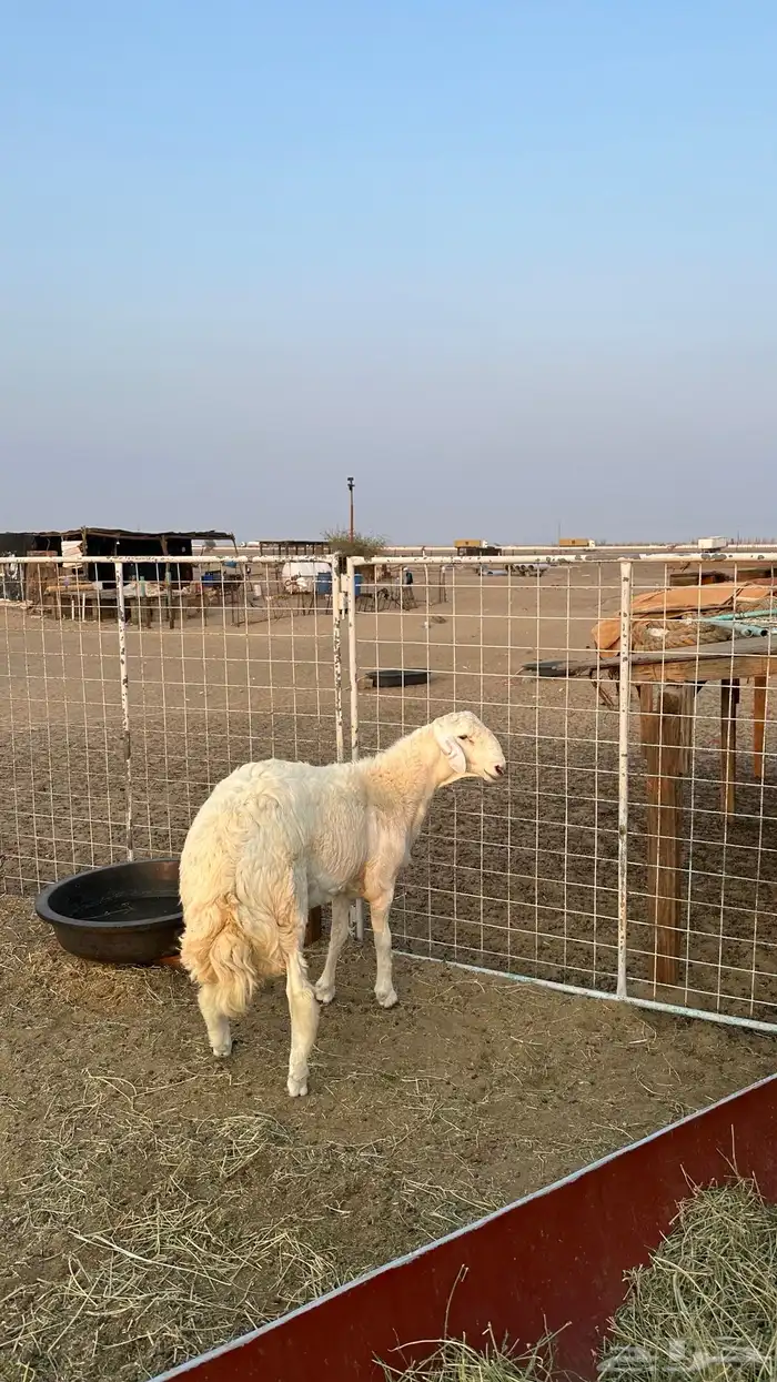 طلي مشروع فحل صنف تم البيع 2