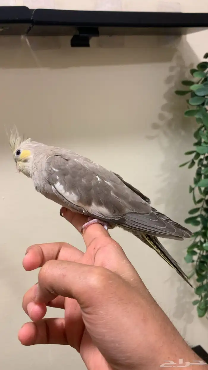 كروان هولندي اليف نهاية غر فاخر (الطفرة جد ا مرغوب ونادر ) 3