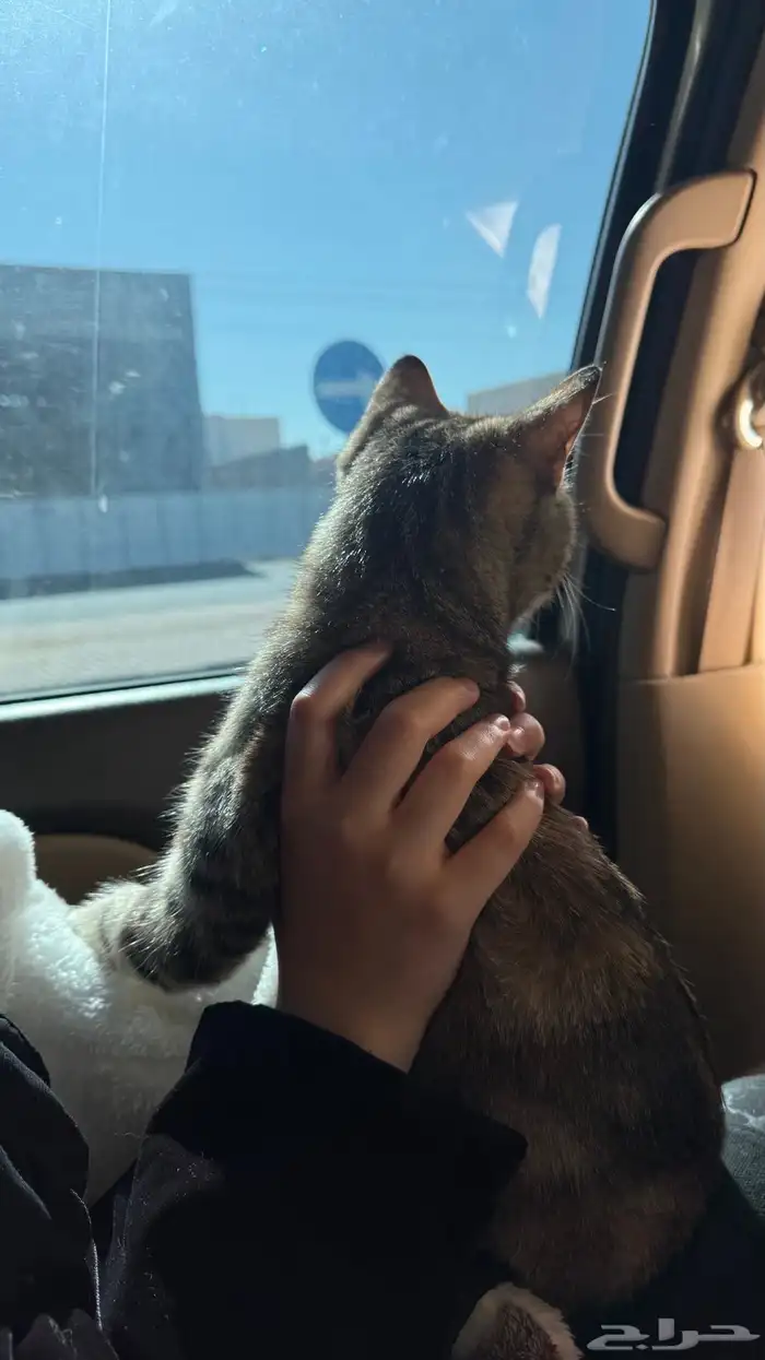 قطه مفقوده 2