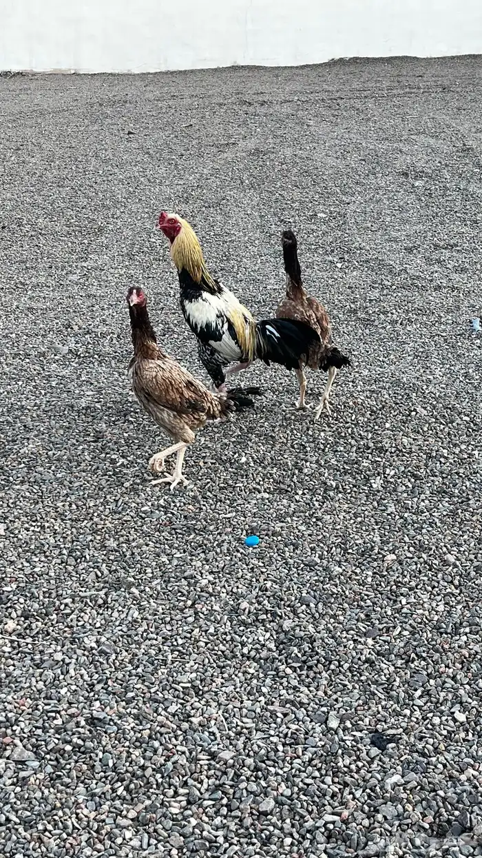 دجاج باكستاني للبيع 0