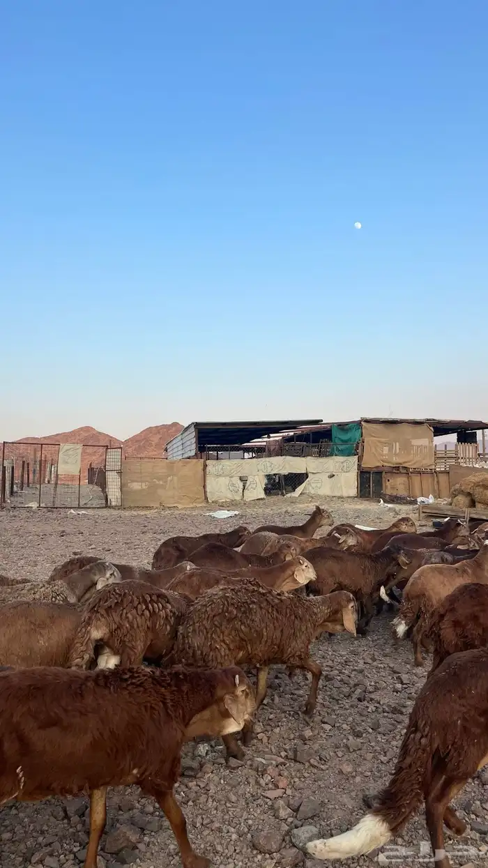 طليان سواكن حمري جادعان مرابى 5