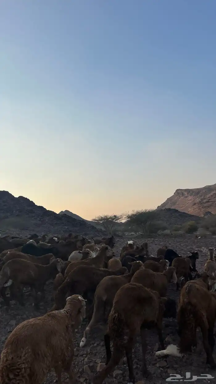طليان سواكن حمري جادعان مرابى 25
